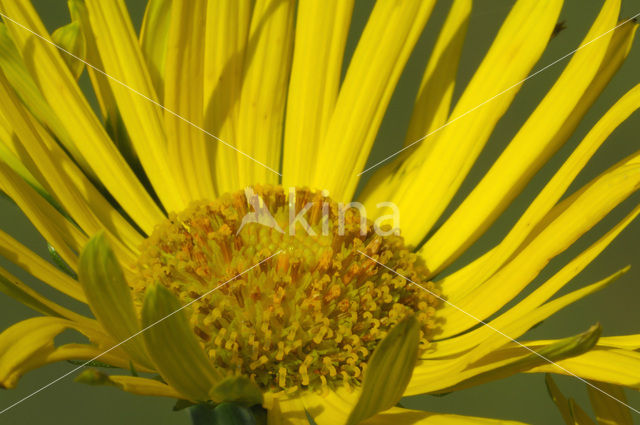 Doronicum austriacum