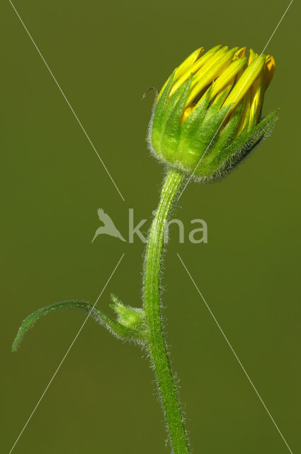 Doronicum austriacum