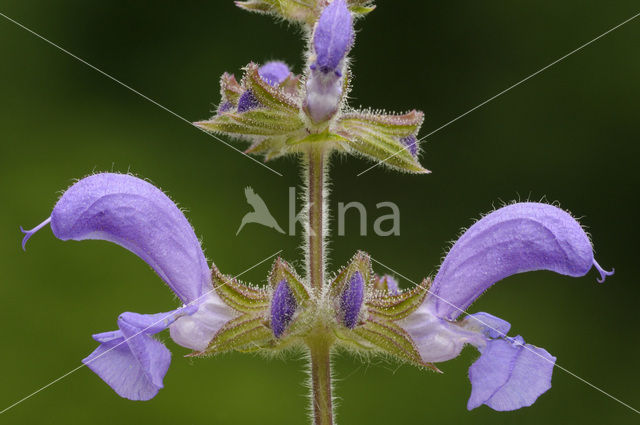 Echte salie (Salvia officinalis)