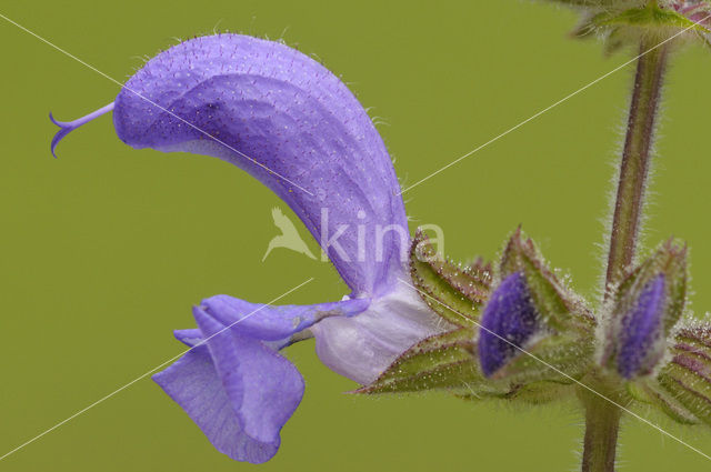 Echte salie (Salvia officinalis)