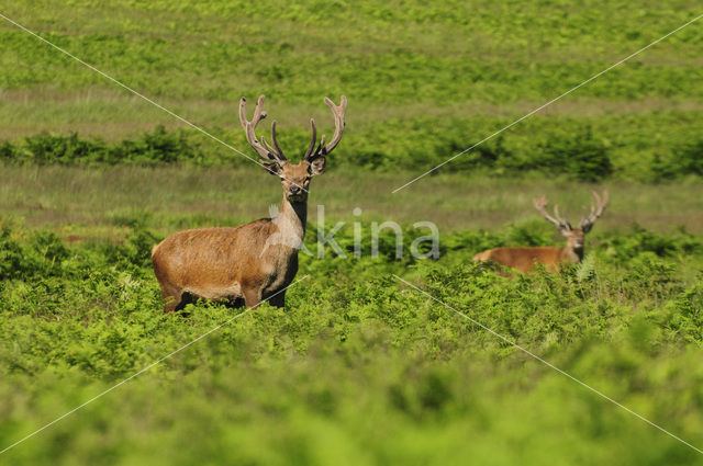 Edelhert (Cervus elaphus)