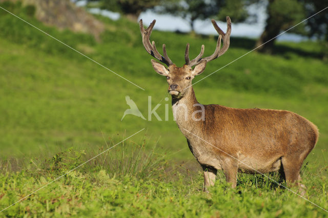 Edelhert (Cervus elaphus)