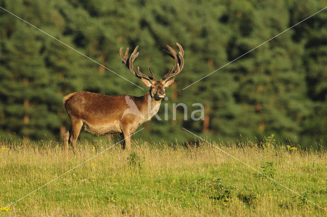 Edelhert (Cervus elaphus)