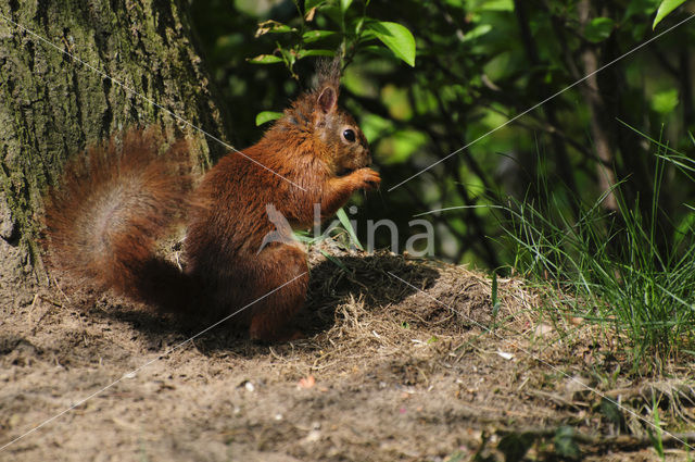 Eekhoorn (Sciurus vulgaris)