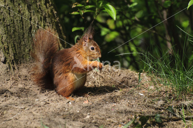 Eekhoorn (Sciurus vulgaris)