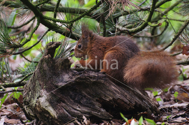 Eekhoorn (Sciurus vulgaris)