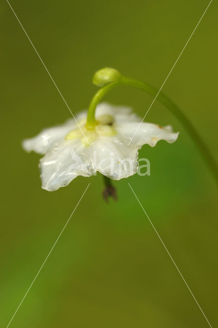 Eenbloemig wintergroen (Moneses uniflora)