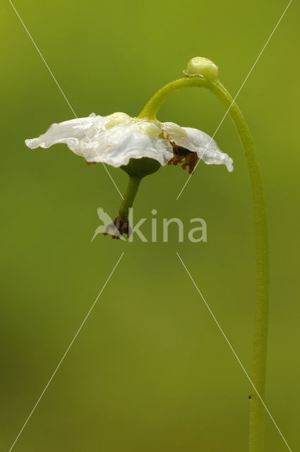 Eenbloemig wintergroen (Moneses uniflora)