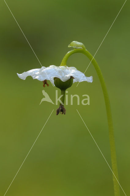 Eenbloemig wintergroen (Moneses uniflora)