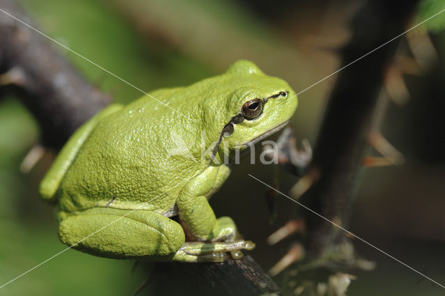 Europese boomkikker (Hyla arborea)