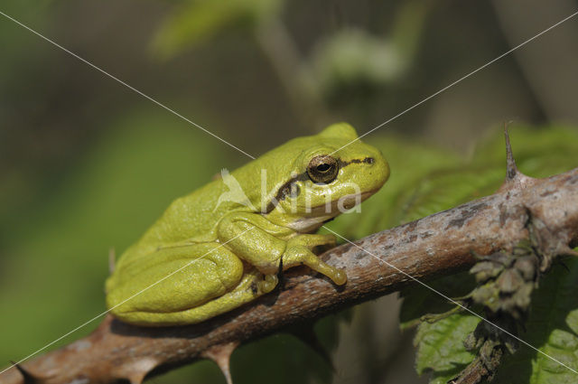 Europese boomkikker (Hyla arborea)