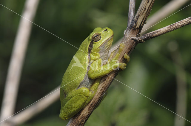 Europese boomkikker (Hyla arborea)