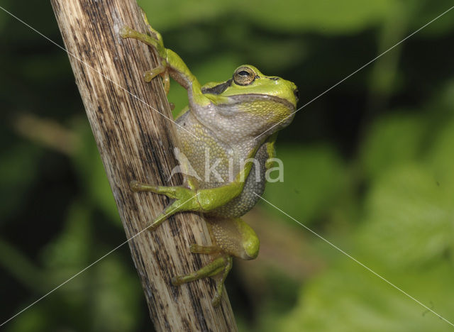 Europese boomkikker (Hyla arborea)