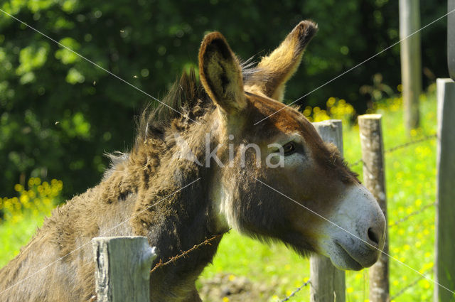 Ezel (Equus asinus)