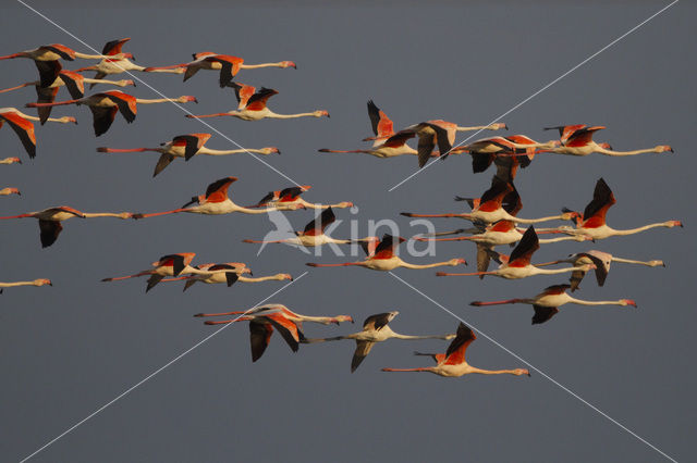 Flamingo (Phoenicopterus ruber)