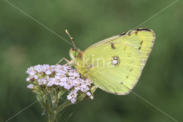 Gele luzernevlinder (Colias hyale)