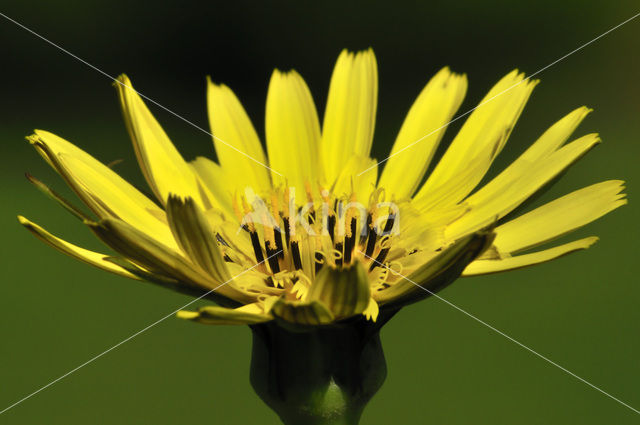 Gele morgenster (Tragopogon pratensis ssp. pratensis)