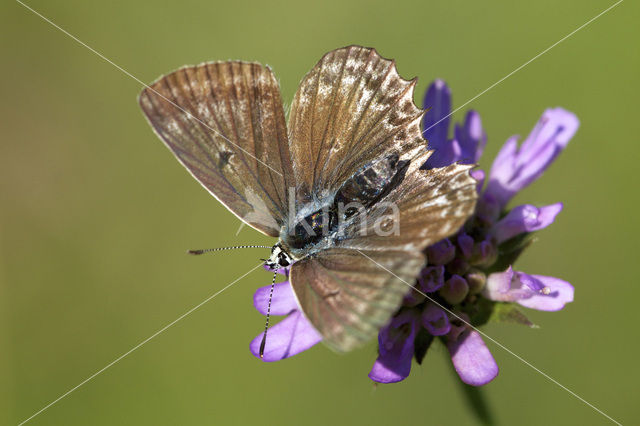 Getand blauwtje (Polyommatus daphnis)