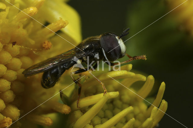 Gevlekt Kalkkrieltje (Paragus albifrons)