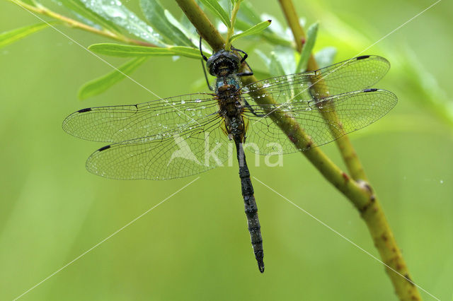 Gevlekte glanslibel (Somatochlora flavomaculata)