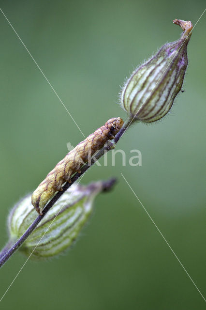 Gevorkte silene-uil (Hadena rivularis)