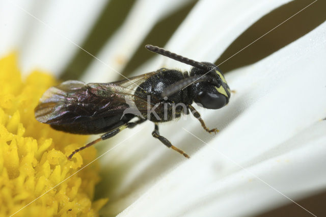 Gewone maskerbij (Hylaeus communis)