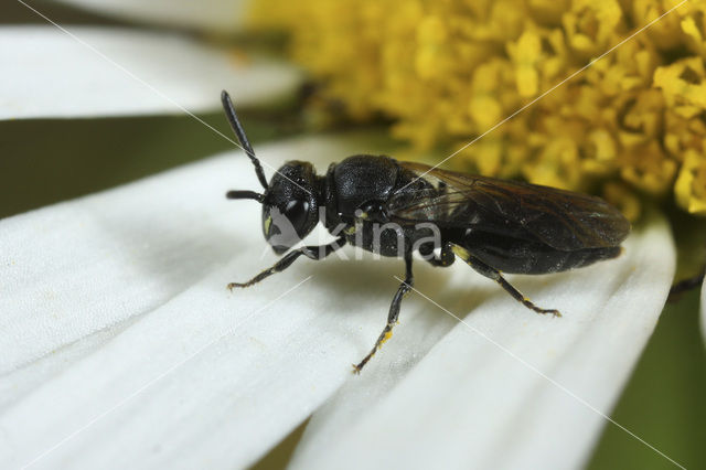 Gewone maskerbij (Hylaeus communis)