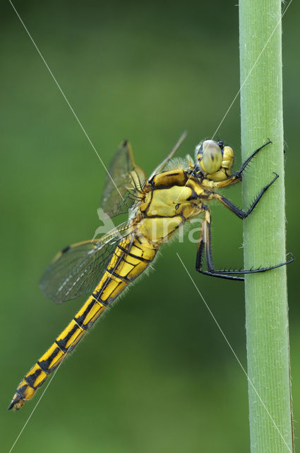 Gewone oeverlibel (Orthetrum cancellatum)