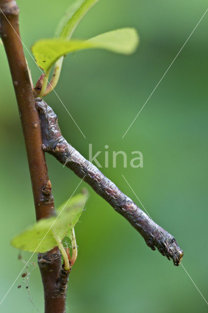 Gewone Spikkelspanner (Ectropis crepuscularia)