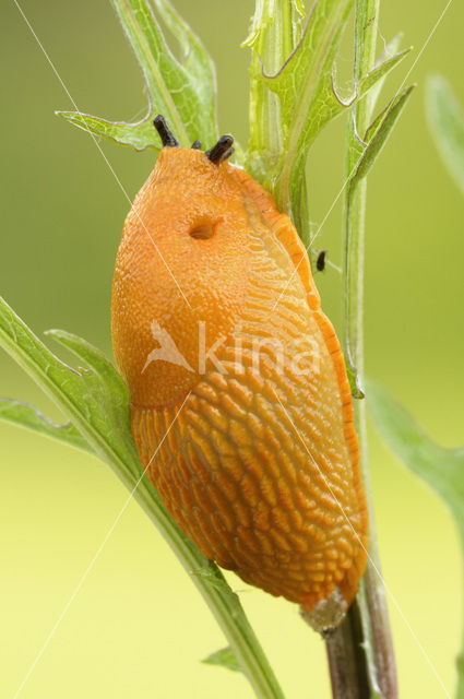 Red Slug (Arion ater rufus)