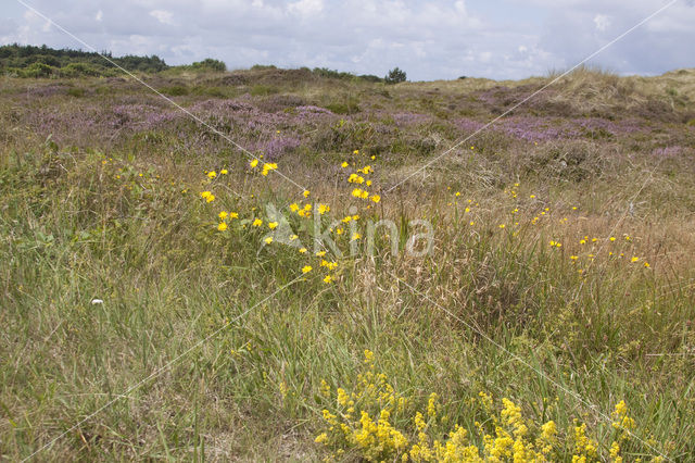 Gewoon biggenkruid (Hypochaeris radicata)