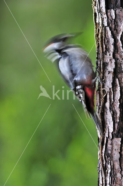 Grote Bonte Specht (Dendrocopos major)