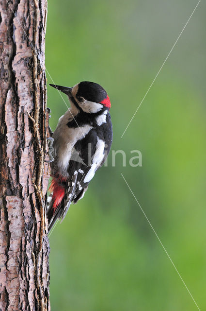 Grote Bonte Specht (Dendrocopos major)