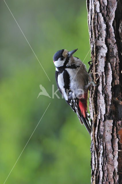 Grote Bonte Specht (Dendrocopos major)