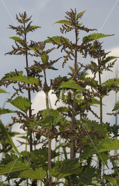 Grote brandnetel (Urtica dioica)