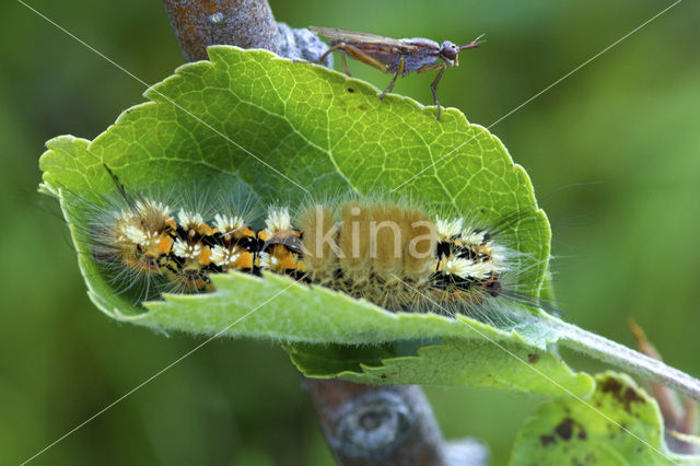 Hoekstipvlinder (Orgyia recens)