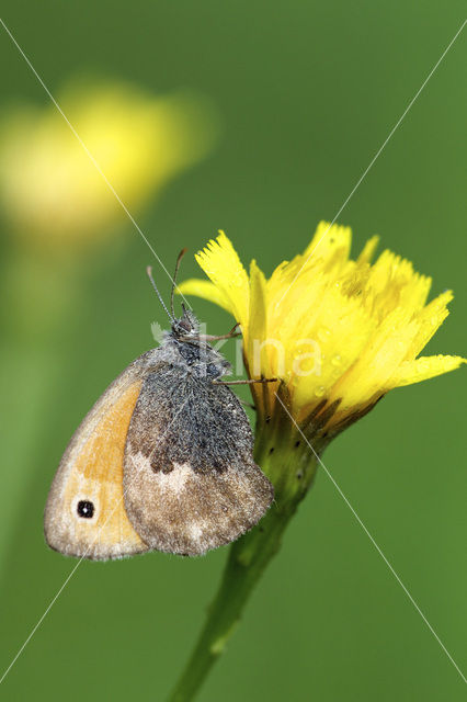 Hooibeestje (Coenonympha pamphilus)