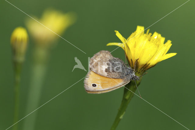 Hooibeestje (Coenonympha pamphilus)