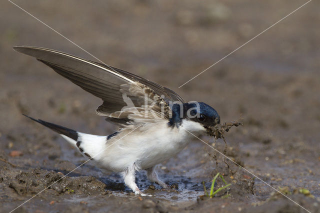 Huiszwaluw (Delichon urbicum)