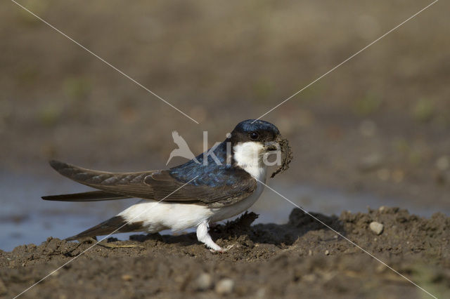 Huiszwaluw (Delichon urbicum)