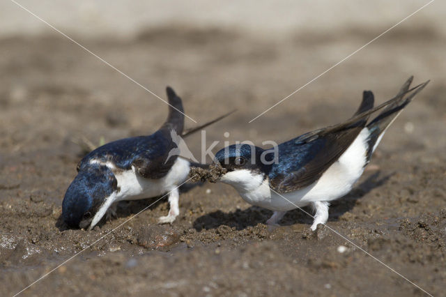 Huiszwaluw (Delichon urbicum)