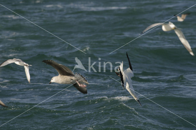 Northern Gannet (Morus bassanus)