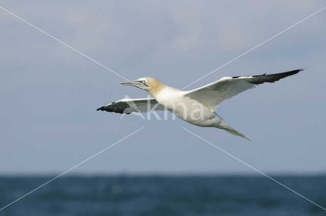 Northern Gannet (Morus bassanus)