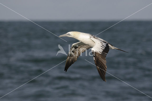 Northern Gannet (Morus bassanus)