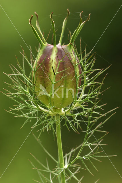 Juffertje-in-’t-groen (Nigella damascena)