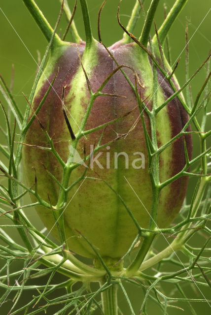 Juffertje-in-’t-groen (Nigella damascena)