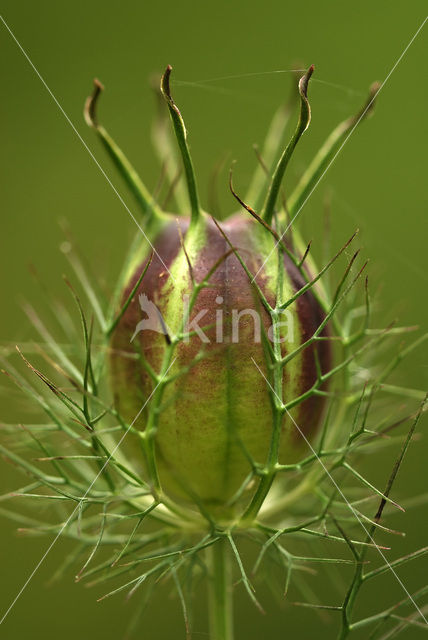 Juffertje-in-’t-groen (Nigella damascena)