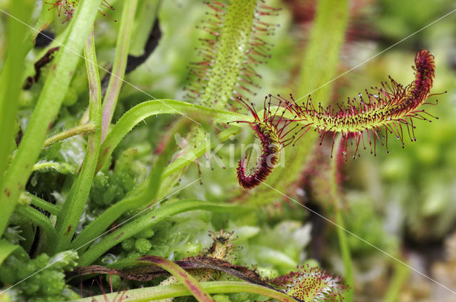 Kaapse zonnedauw (Drosera capensis)