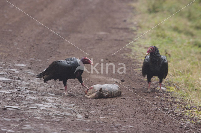 Kalkoengier (Cathartes aura jota)