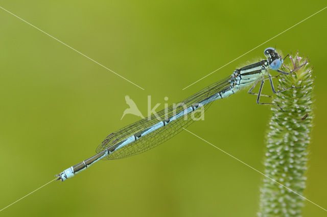 Kanaaljuffer (Erythromma lindenii)